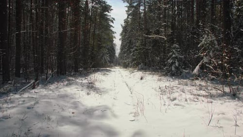 POV Walk on a Snowcovered Forest Trail in Winter Sunny Weather
