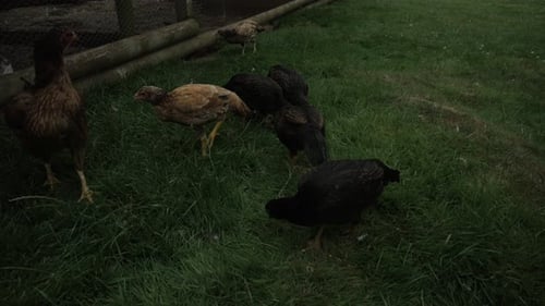 Produktaufnahmen von Hühnern auf einem Bauernhof