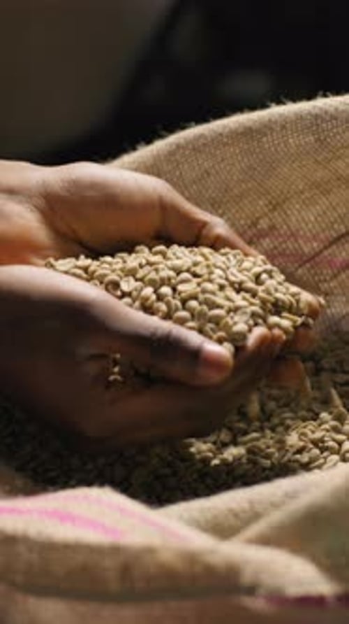 Unknown African American Ethnic Man Male Guy Hands Arm Inspect Raw Coffee Beans Production Industry