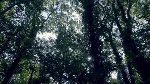 La caméra se déplace lentement à travers une forêt sombre par temps ensoleillé, laissant les rayons du soleil partiellement briller à travers