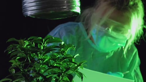 Scientist Studies Plant Under Green Light in Lab