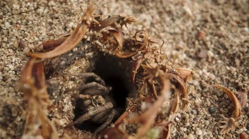 Die Kamera bewegt sich von der Höhle im Sand weg, wo eine Spinne am Eingang sitzt