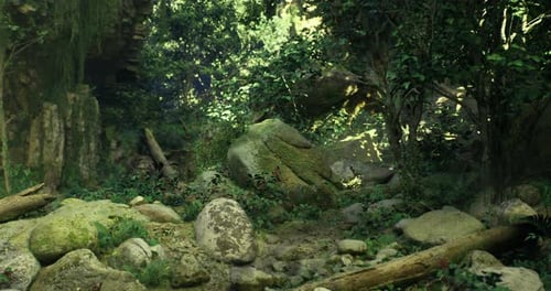 Moss Covered Rocks and Lush Vegetation in a Serene Forest Setting