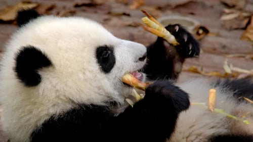 Cute Baby Panda Eating Bamboo in Nature
