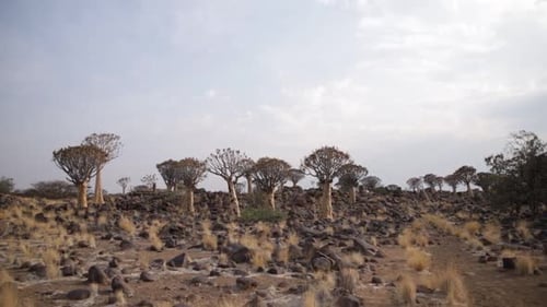 Eine Weitwinkelaufnahme des Quiver Tree-Waldes mit mehreren Köcherbäumen unterschiedlichen Alters und Zustands in Kee