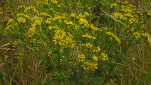 Close-up shot of the wild yellow dandelion flowers in nature.