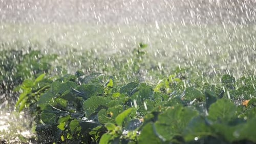 Irrigation Vegetable Plantation Sprinkler Irrigates Vegetable Crops