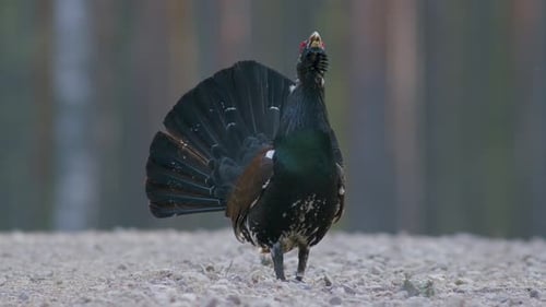 Male western capercaillie roost on lek site in lekking season close up in pine forest morning light