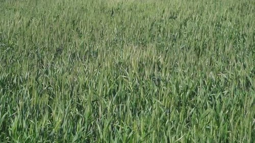 View of a green wheat field in slow motion