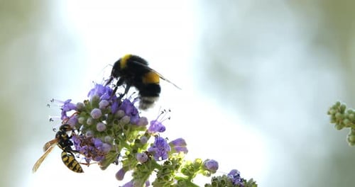Un bourdon et des Polistes butinent et pollinisent des fleurs de Vitex, sud de la France
