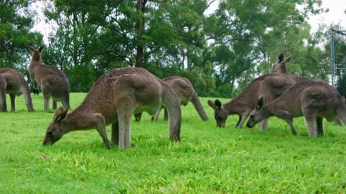 Une foule de kangourous gris adultes paissant dans un champ vert, Australie.