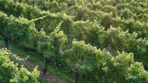 Langsame Luftaufnahme von Traubenreihen, Weinberg für die Weinherstellung.