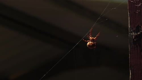 Aranha fêmea australiana Garden Orb Weaver na teia se movendo ao vento, vista inferior, foto ampla,
