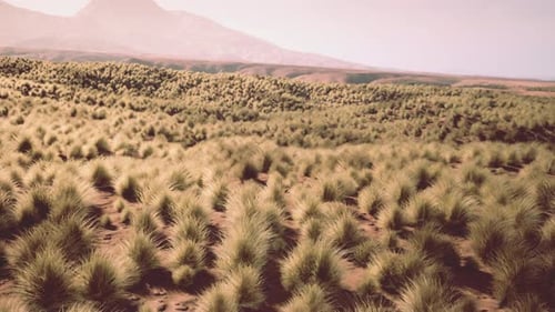 the Rocky Landscape of the Californian Mojave Desert with Green Shrubs