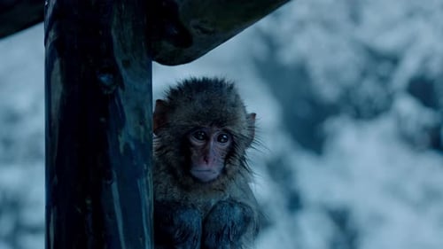 Petit singe des neiges timide à Jigokudani Onsen | Faune hivernale