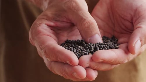 Urad Whole Lentil Black Beans Seeds Nuts Grains Plants Close Up Raw Chinese Soy Bean in Supermarket