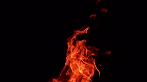 Red flames of burning fire striving up. Tongues of bonfire isolated at black backdrop.