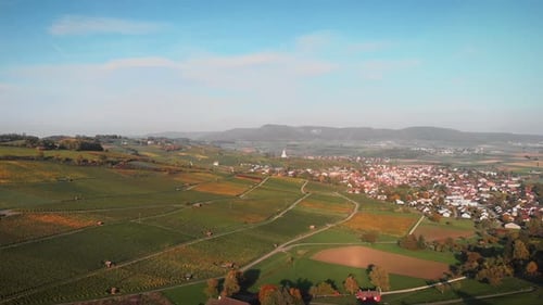Vignobles et champs de raisins dans des plantations vertes