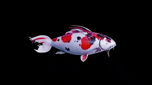 Koi Fish Swimming