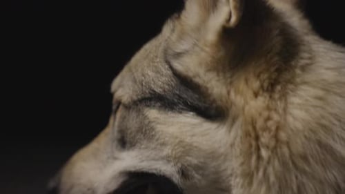 Wolfhound in dark Studio Environment