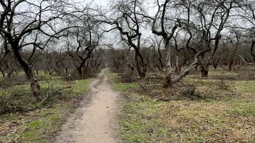 Gloomy Orchard Path with Bare Trees in Winter