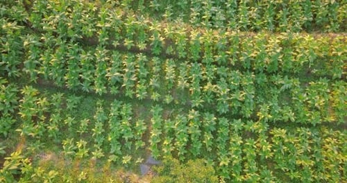 aerial overhead drone shot of largest tobbaco plantation in Temanggung, central java, Indonesia. Nic