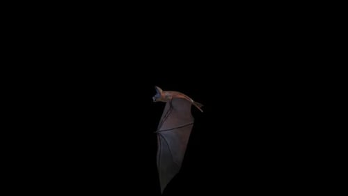 Bat flying in darkness