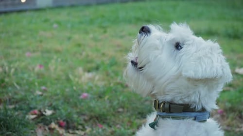 White Dog Petting on Green Grass Field