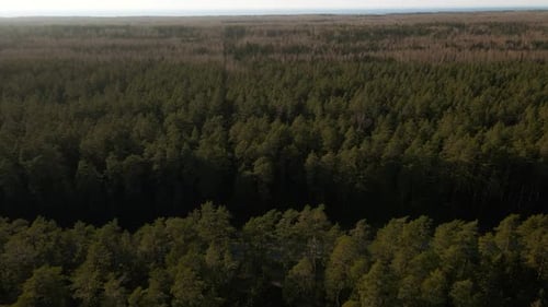 Forest Road Trucks Passing Through Verdant Landscape Along Highway
