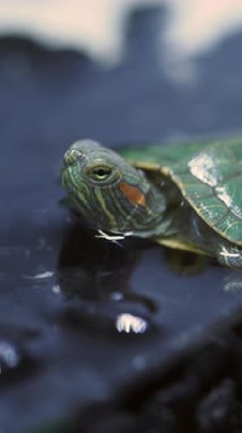 Turtle Swimming in Calm Water During Sunny Moments