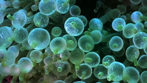 Bubble anemone close up