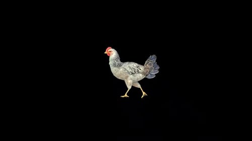 Wild Hen Slow Walk 2