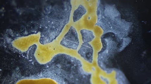 Cytoplasmic streaming of slime mold