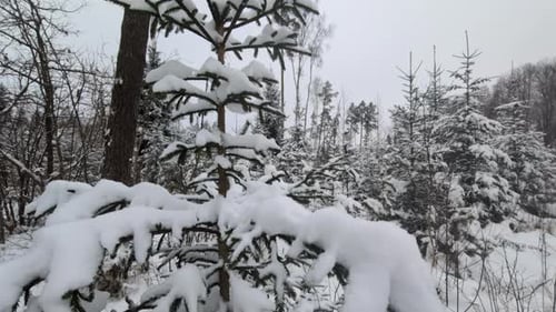 Thick layer of snow on small fir tree, close up view