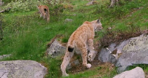 Following Two European Lynxes Walking in the Forest