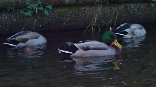 Male ducks float next to the bank of a canal. 50fps