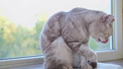 Striped Cat Cleans Itself Near Window
