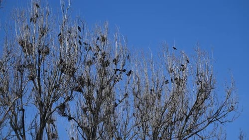 Flock of black birds perched on leafless trees against clear blue sky