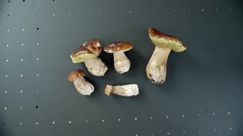 Porcini Mushrooms harvest on a black Table, Boletus Edilus, close up