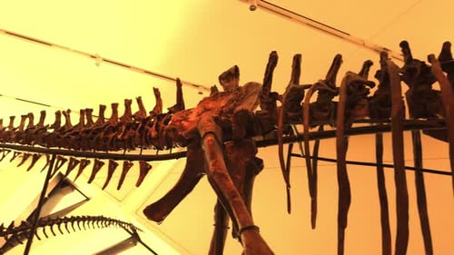 Cinematic side panning of a massive dinosaur skeleton.