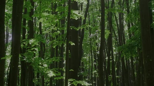 Walking Through Dense Forest Path