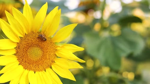 Bee Pollinating Bright Yellow Sunflower in Field