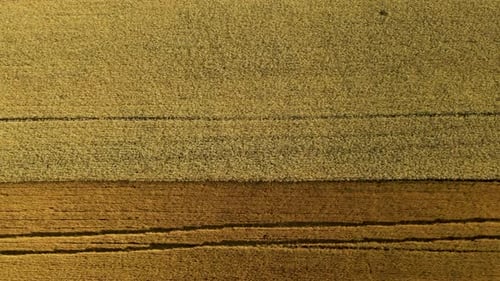 Golden Fields Aerial View of Vast Wheat Agricultural Landscape