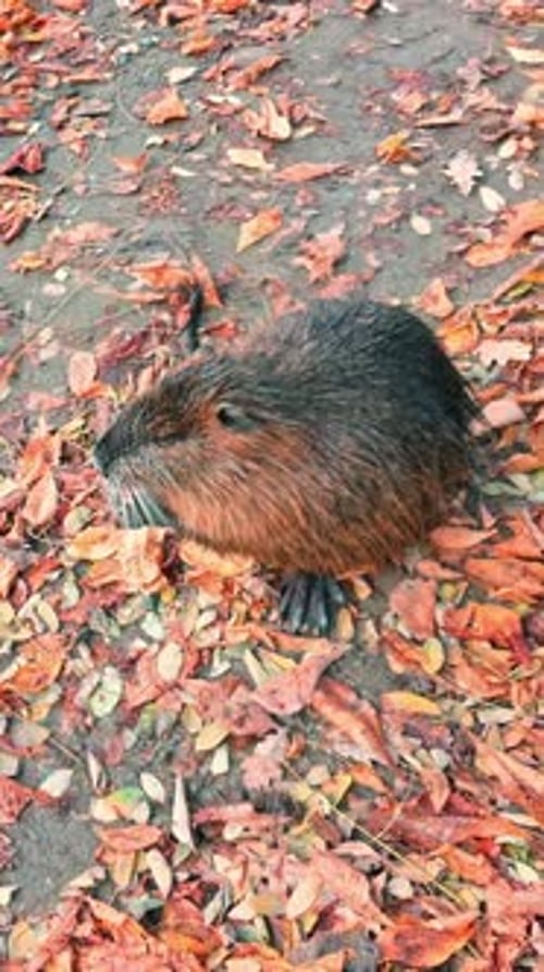 Coypu sits on river bank covered by fallen leaves, she holds food with her front paws and eats