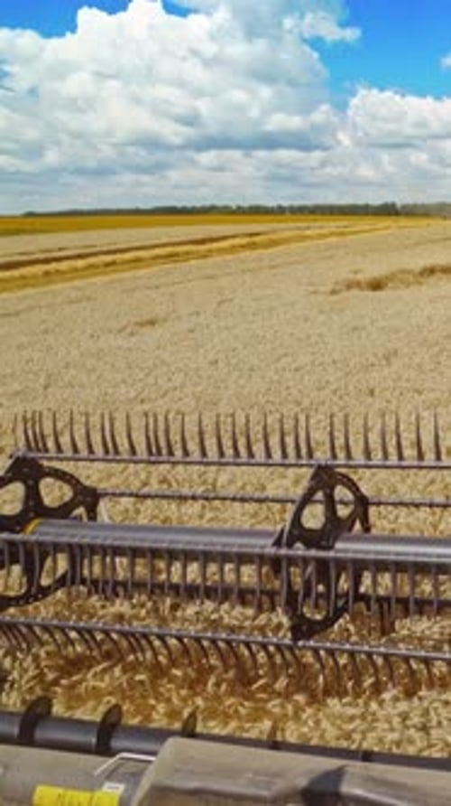 Combine in the field of wheat. View of combine harvester in action on wheat field Vertical video