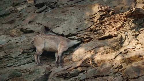 Mountain Goat Navigating Steep Rocky Cliff in Natural Daylight Highlighting Balance Agility and