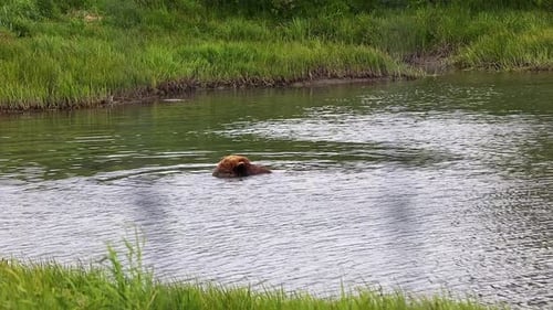 Adult Grizzly Bear, Ursus arctos horribilis, swimming in a small pond and eating a bone. Located at