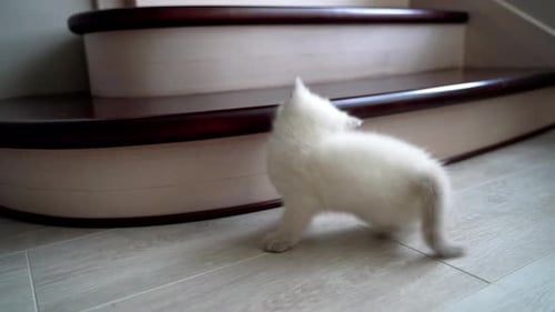 White Kitten Playing with a Mouse Toy Indoors