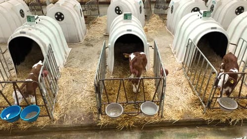 Baby Cow Farm