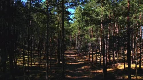Fly Drone Along the Road Path Moving Through an Old Dense Forest with Tall Trees and Green Foliage